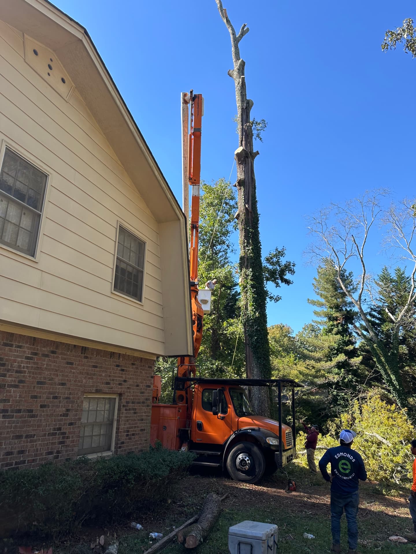 Tony's tree crew using a bucket truck to remove a tall ivy-covered tree beside a residential home