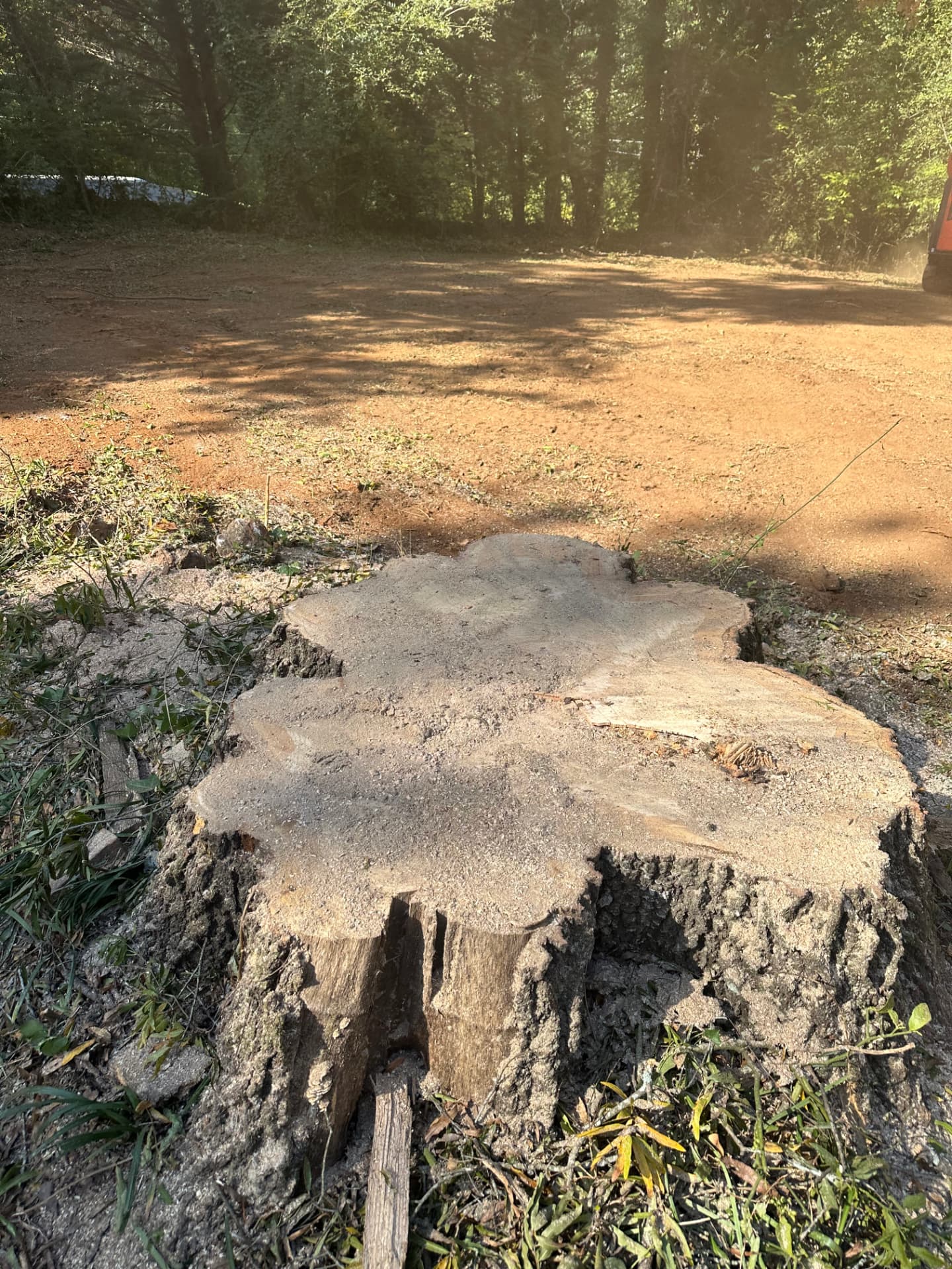 Large tree stump freshly cut in a cleared lot, ready for stump grinding