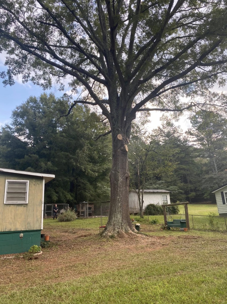 Tall tree with recently pruned branches showing fresh cut marks, standing in a grassy backyard with outbuildings and trees beyond
